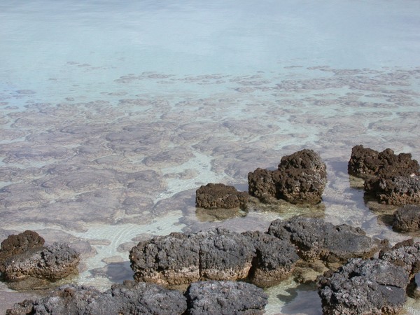 Stromatolites